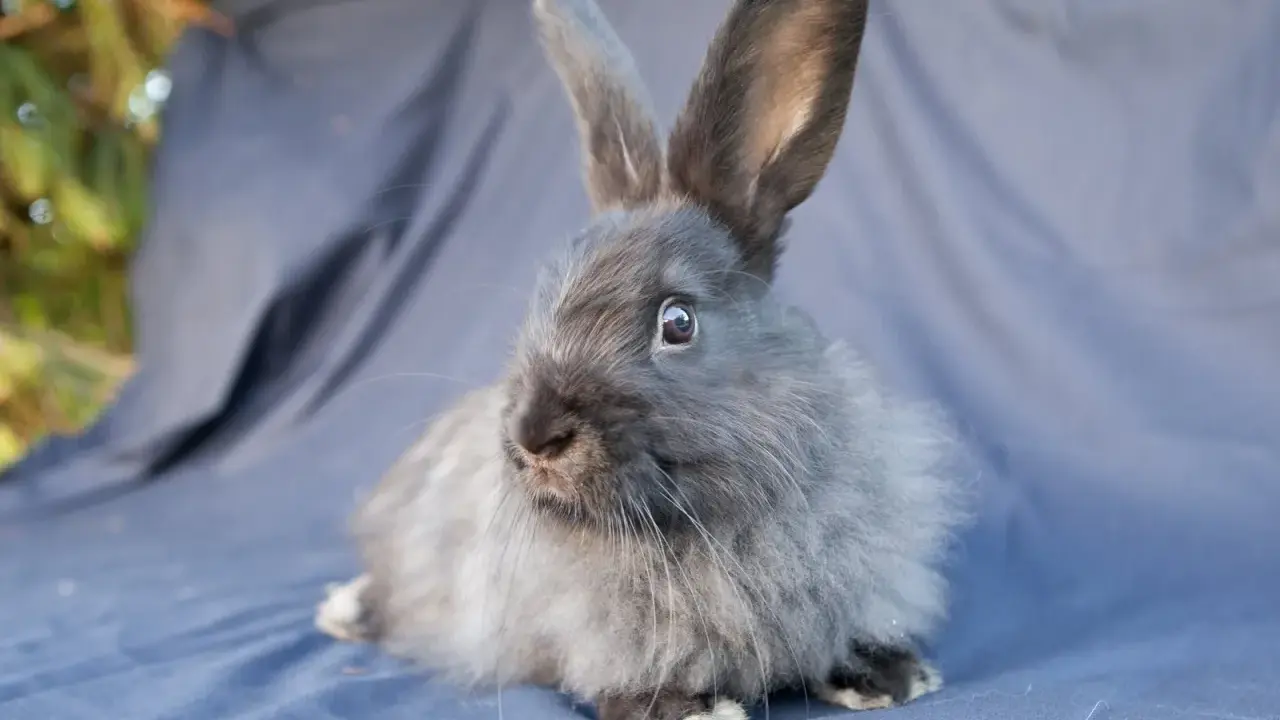 Ein flauschiges Kaninchen mit langen Ohren sitzt auf einem blauen Tuch. Es ist ein Beispiel für flauschige Kaninchen Rassen.
