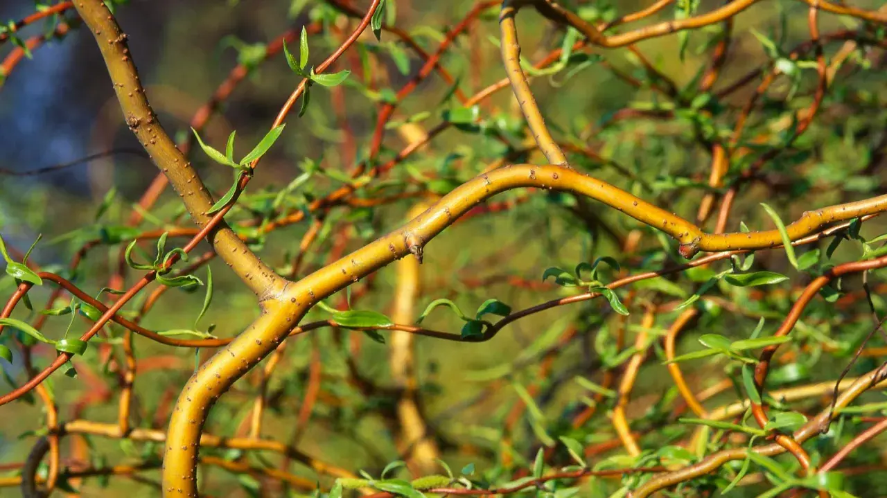 Korkenzieherweide-Äste, die sich wie ein Nest für ein kleines Kaninchen winden.
