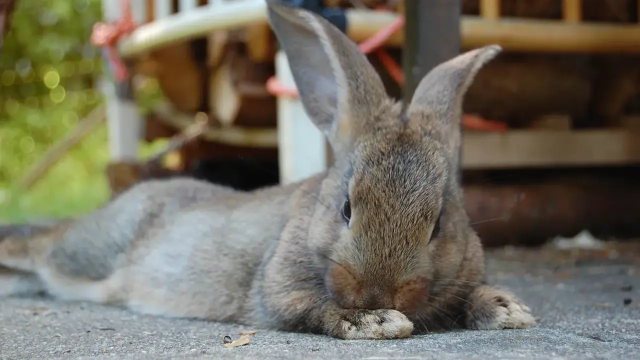 Ein braunes Kaninchen liegt entspannt auf der Seite auf grauem Untergrund. Seine Pfoten sind vor dem Gesicht verschränkt.