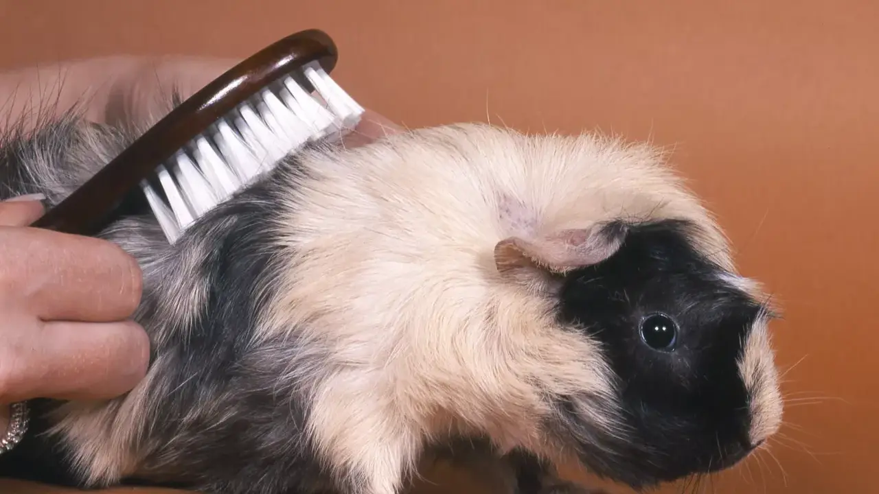 Ein Meerschweinchen bekommt eine meerschweinchen frisur. Eine Hand bürstet sein Fell, um es schön und ordentlich zu halten.