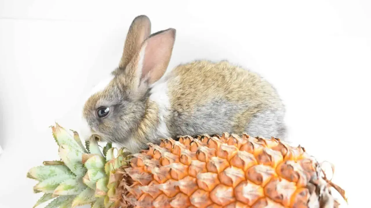Ein süßes Kaninchen knabbert an den Blättern einer Ananas.