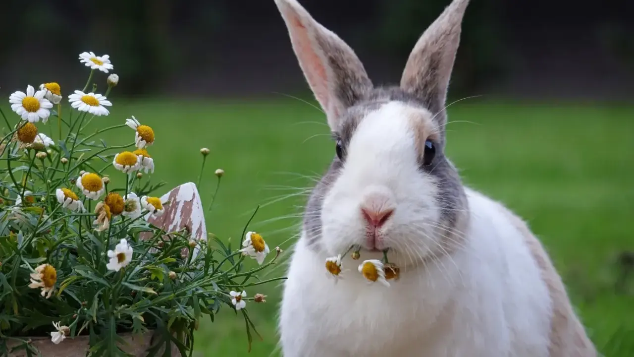 Ein Kaninchen knabbert an Gänseblümchen. Manche Blumen, welche blumen fressen kaninchen nicht, sind giftig.