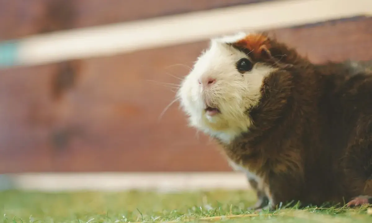 Ein Meerschweinchen mit braun-weißem Fell sitzt auf grünem Gras und schaut neugierig. Es sieht aus, als würde es gleich popcornen vor Freude.