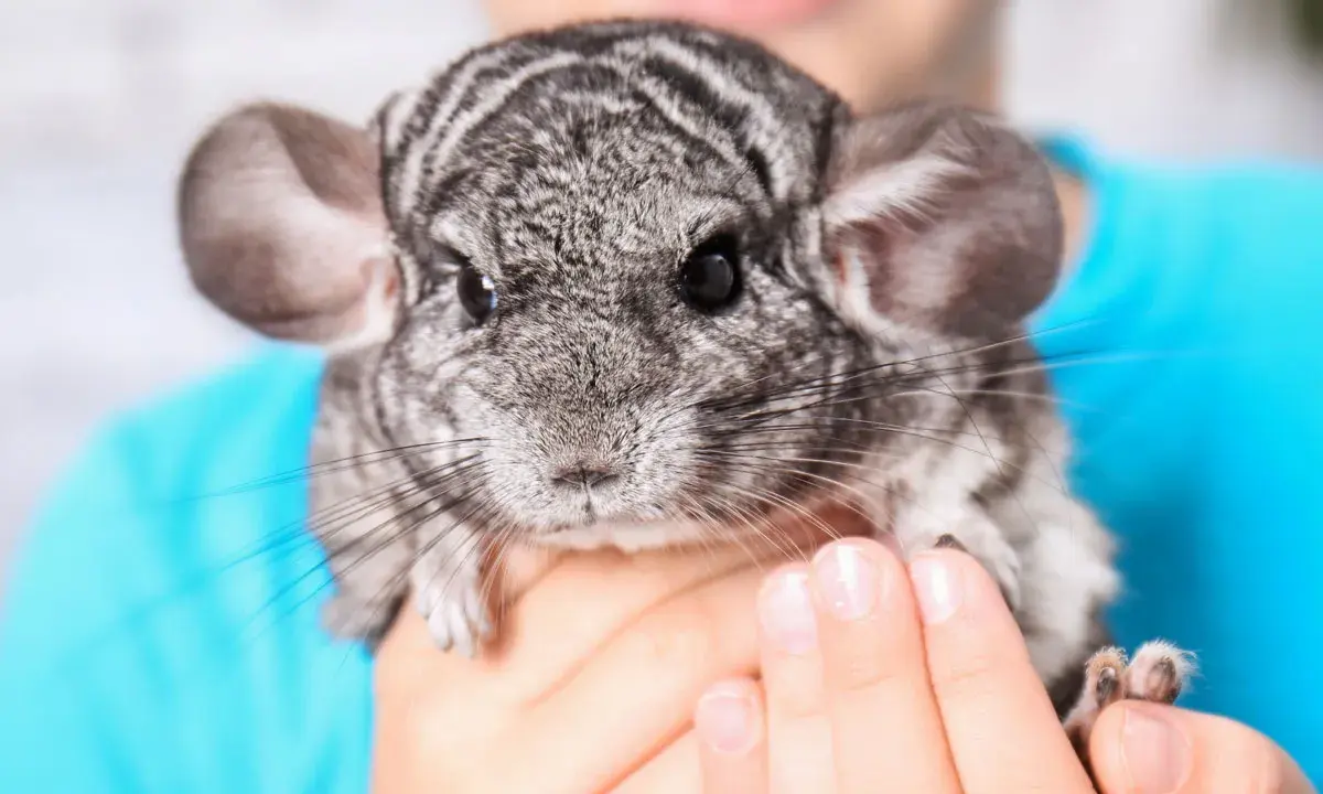 Ein süßer Chinchilla Hase mit großen Ohren und dunklen Augen wird von Händen gehalten.