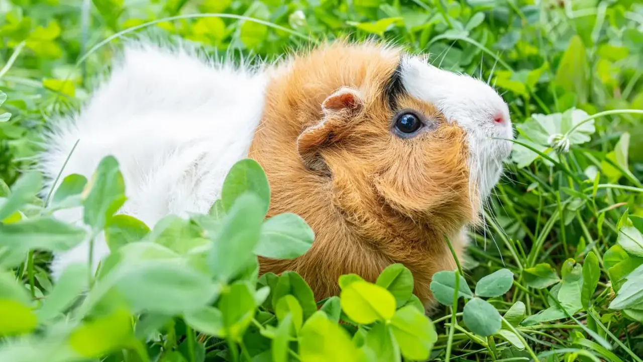 Ein süßes Meerschweinchen mit braun-weißem Fell genießt das frische Grün auf einem sonnigen Balkon.