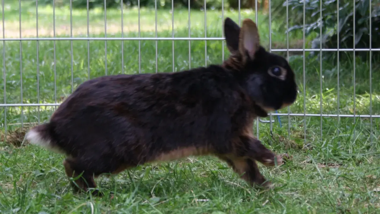 Ein braunes Kaninchen rennt über grünes Gras. Es zeigt, wie kommunizieren Kaninchen durch Körpersprache und Bewegung.