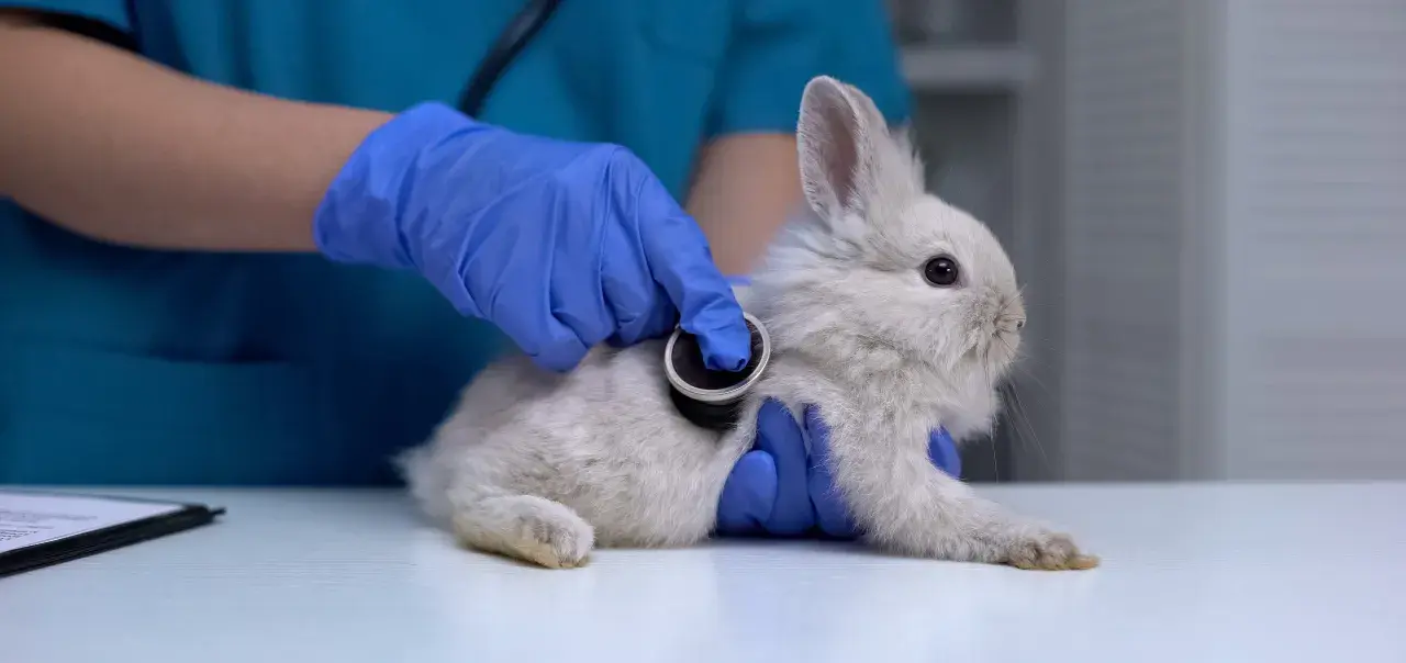 Tierarzt untersucht Kaninchen, das nicht frisst. Blaue Handschuhe und Stethoskop.