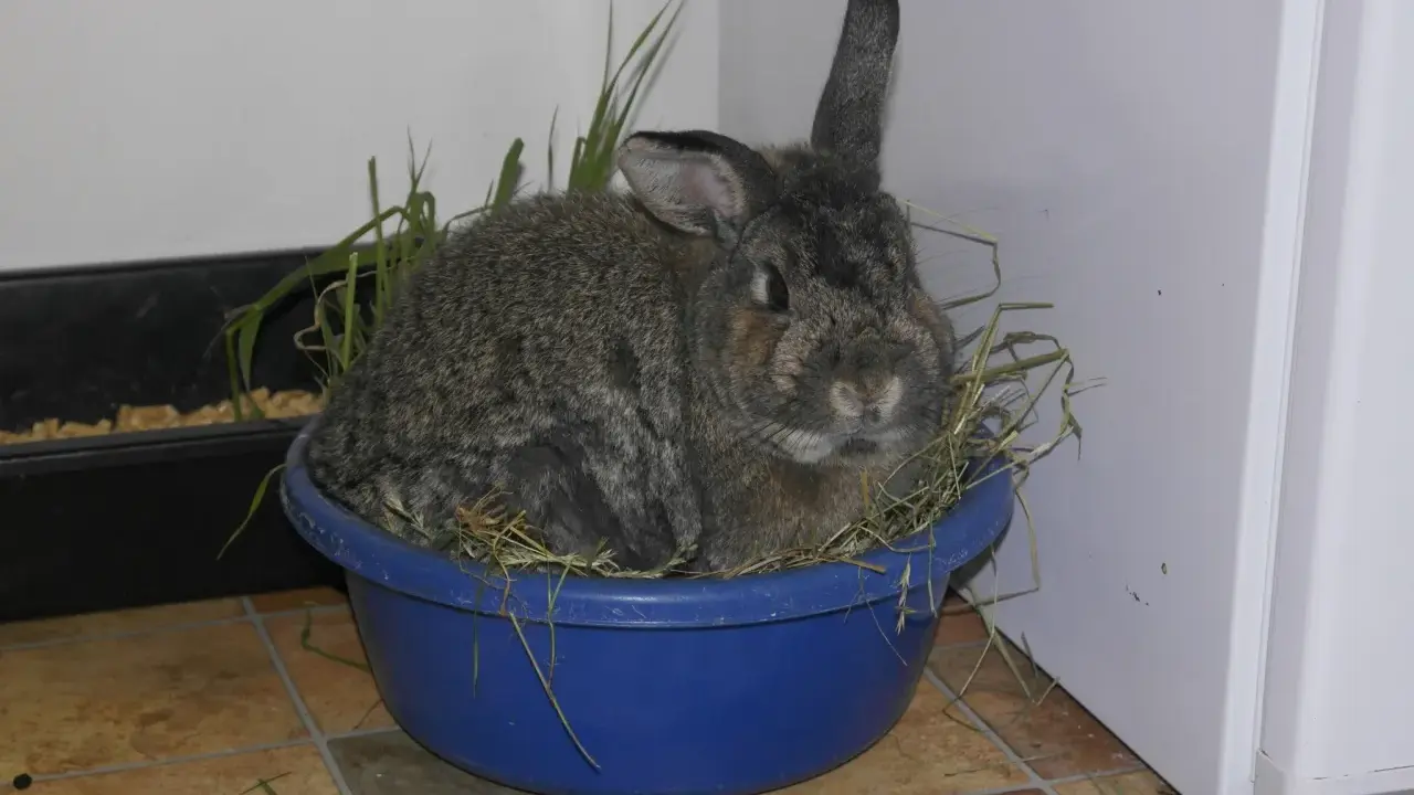 Ein Kaninchen sitzt in einem blauen Napf mit Heu. Die Frage, wie lange muss heu trocknen, beschäftigt viele Tierhalter.