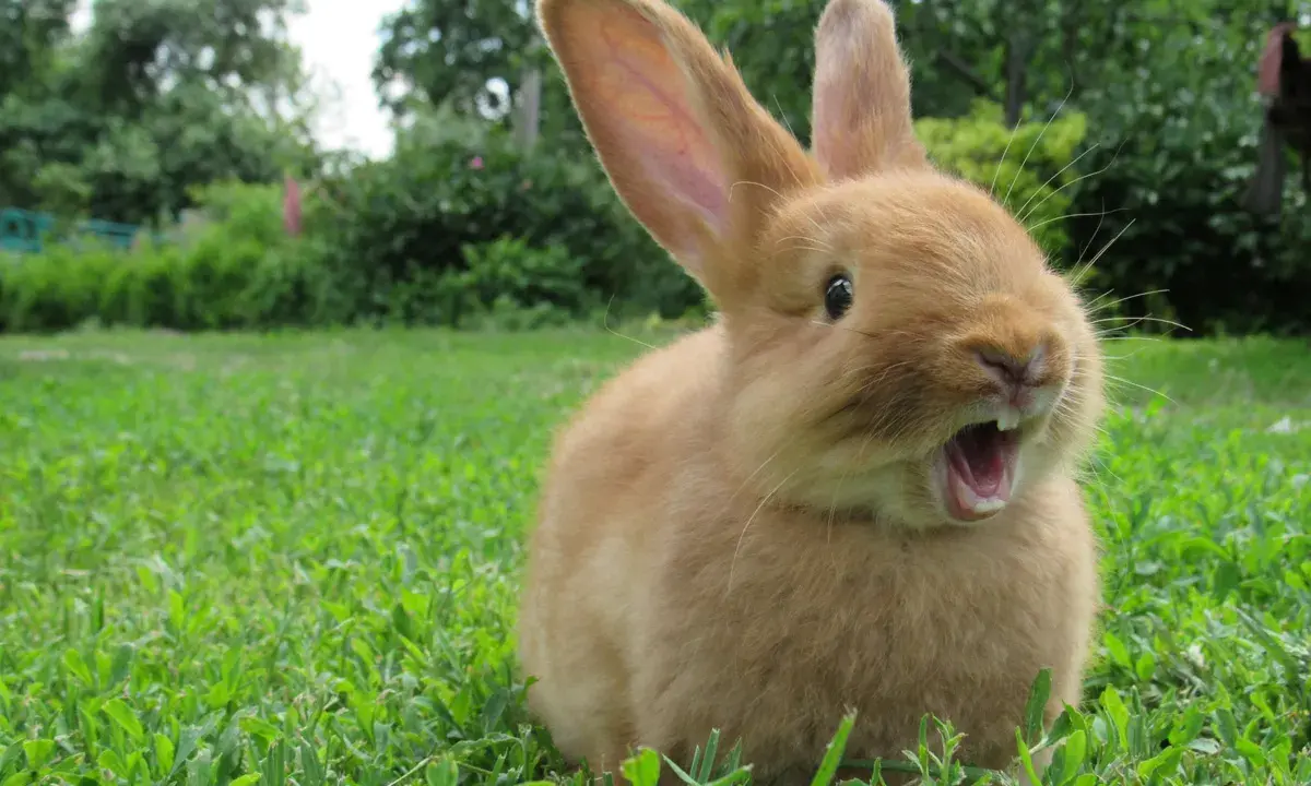 Ein süßes, orangefarbenes Kaninchen sitzt im Gras und scheint zu gähnen. Es sieht aus, als würde es mich gleich ablecken wollen.