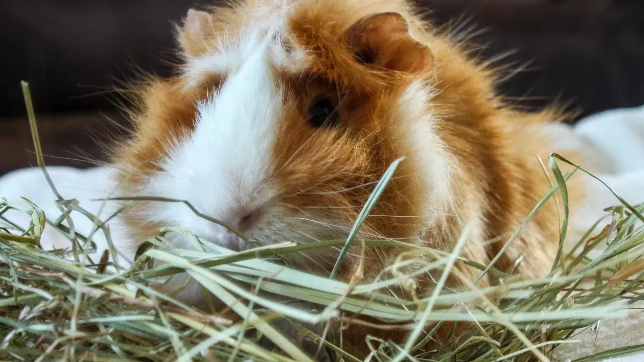 Ein flauschiges Meerschweinchen mit orange-weißer Fellzeichnung ruht in Heu. Wie alt werden Meerschweinchen? Mit guter Pflege können sie 5-8 Jahre alt werden.