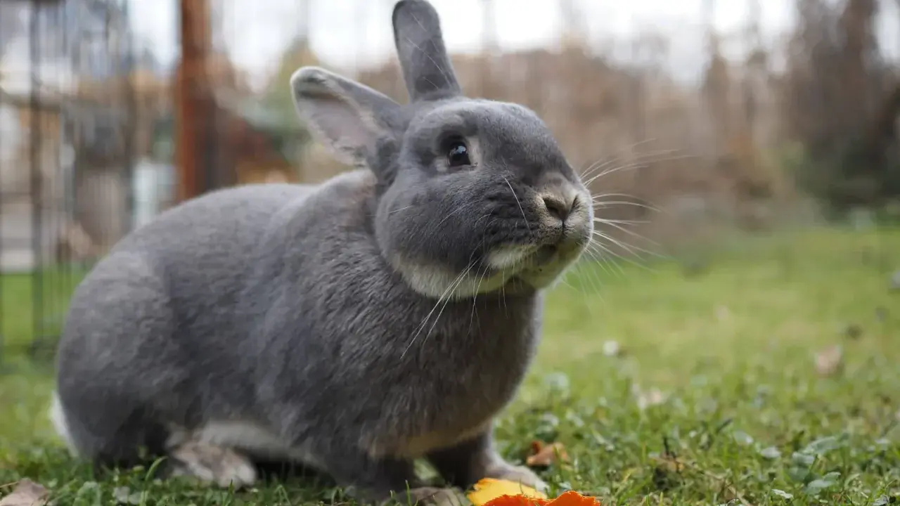 Ein grauer Marburger Feh-Hase sitzt im Gras und knabbert an einem Stück Karotte.