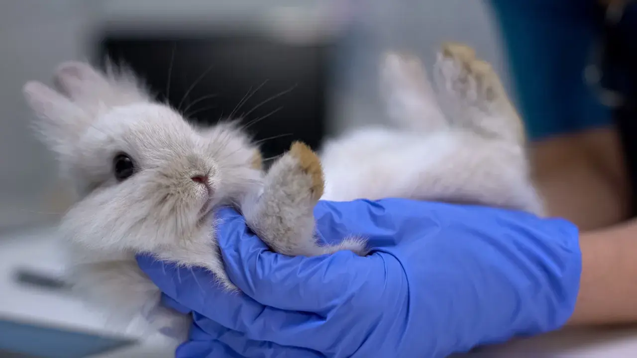 Ein Tierarzt behandelt ein Kaninchen, das auf dem Rücken liegt. Die Behandlung von Kokzidien ist wichtig für die Gesundheit des kleinen Tieres.