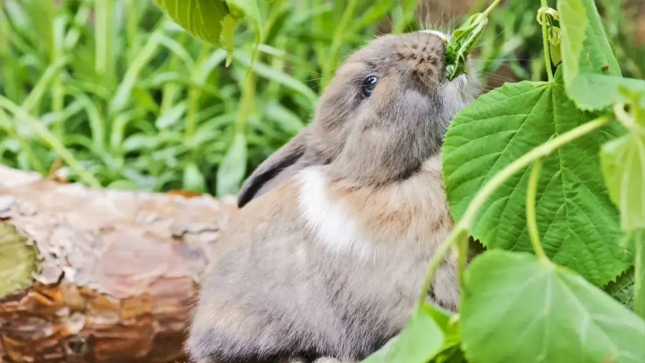 Ein Zwergkaninchen knabbert genüsslich an grünen Blättern. So sieht man, was Zwergkaninchen fressen: frisches Grünzeug!