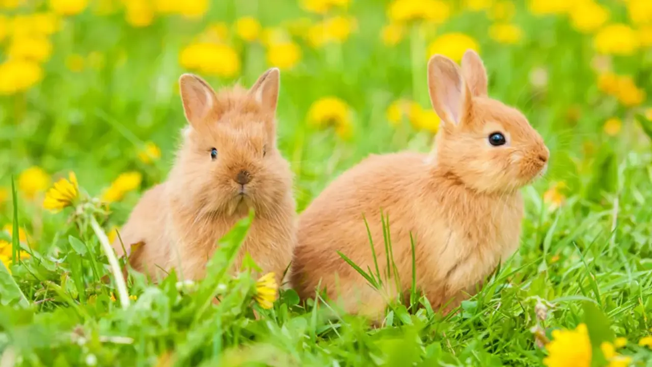 Zwei süße Kaninchen sitzen im Gras, umgeben von gelben Löwenzahnblüten. Ein kleiner Kaninchenrudel im Frühling.