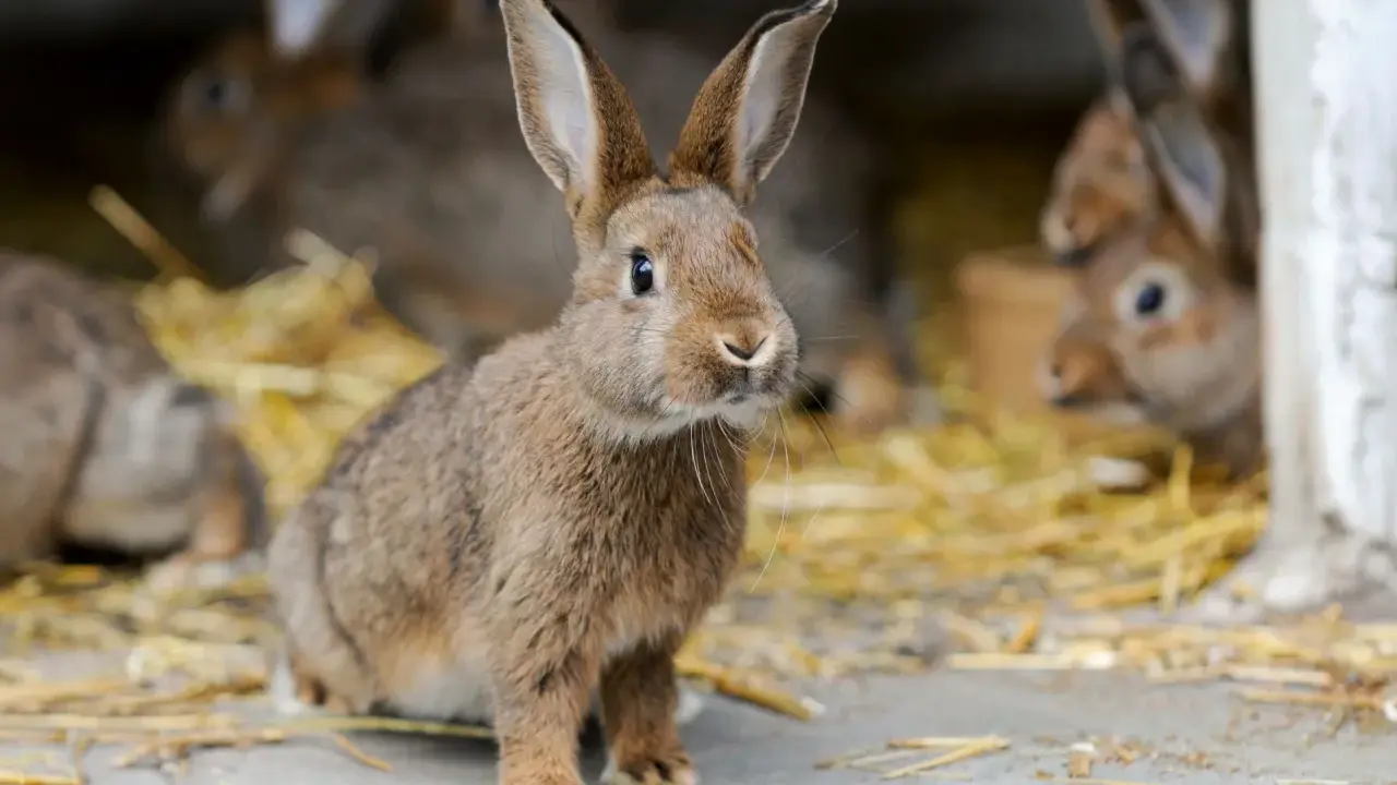 Ein neugieriges, braunes Kaninchen sitzt im Stroh. Im Hintergrund sind weitere Kaninchen zu sehen.