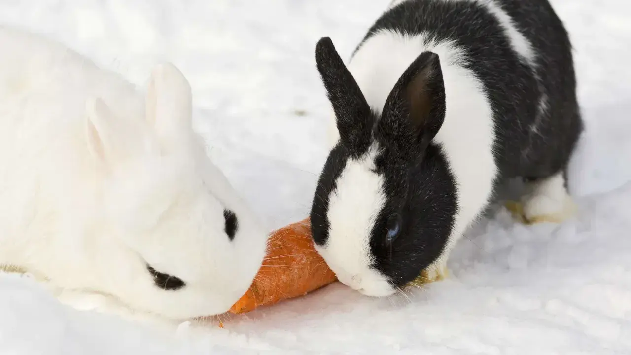Zwei Kaninchen, ein weißes und ein schwarz-weißes, teilen sich eine Karotte im Schnee. Selbst bei Kaninchen Minusgraden schmeckt die Möhre!