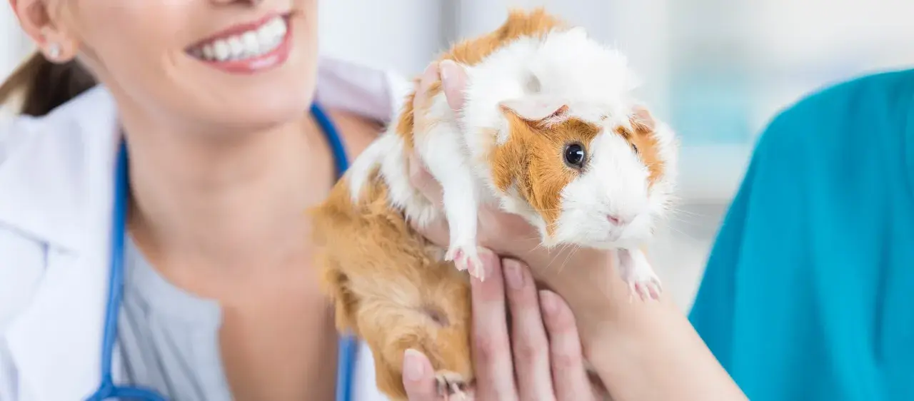 Tierärztin untersucht ein Meerschweinchen, das sie sanft hält. Die Flankenatmung des Meerschweinchens wird beurteilt.