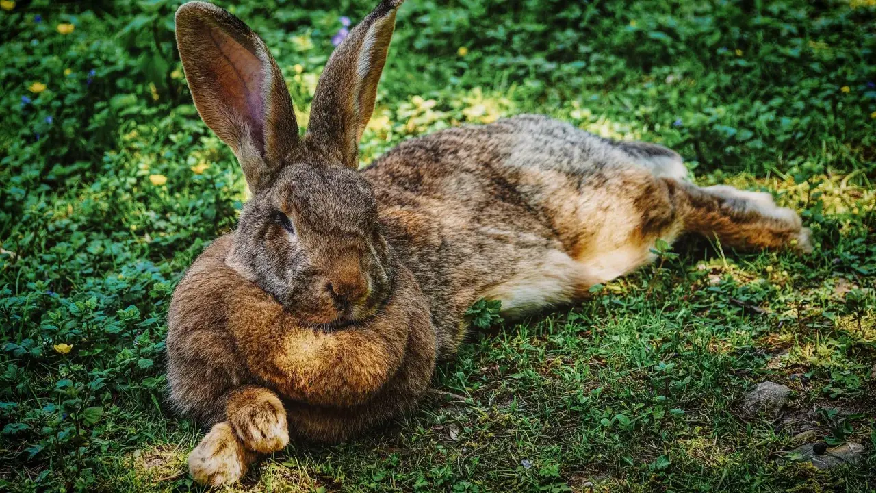 Großes Kaninchen liegt entspannt im Gras. Die langen Ohren sind aufgestellt, ein Zeichen, dass das Kaninchen zu warm anzeigt und versucht, sich abzukühlen.