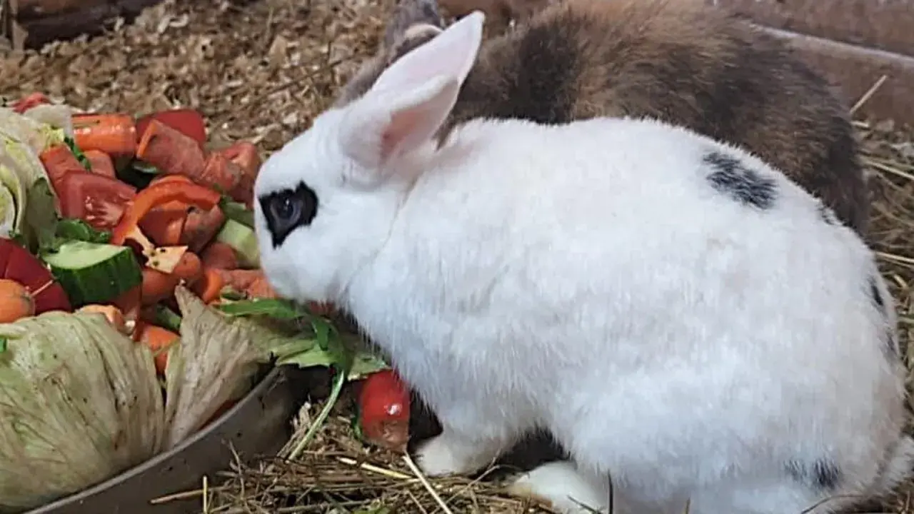 Ein weißer Rex-Hase mit schwarzen Flecken frisst genüsslich Gemüse.