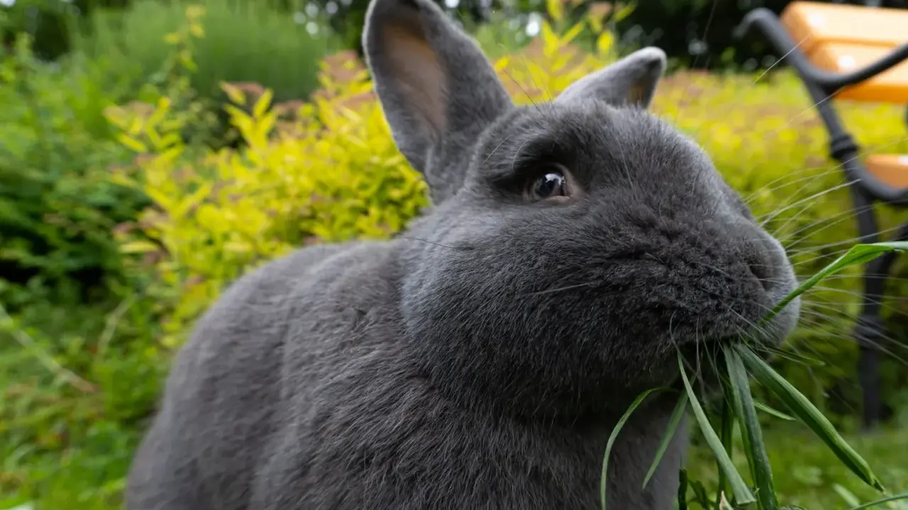 Ein blaugraues Wiener Kaninchen knabbert genüsslich frisches Gras im Garten.