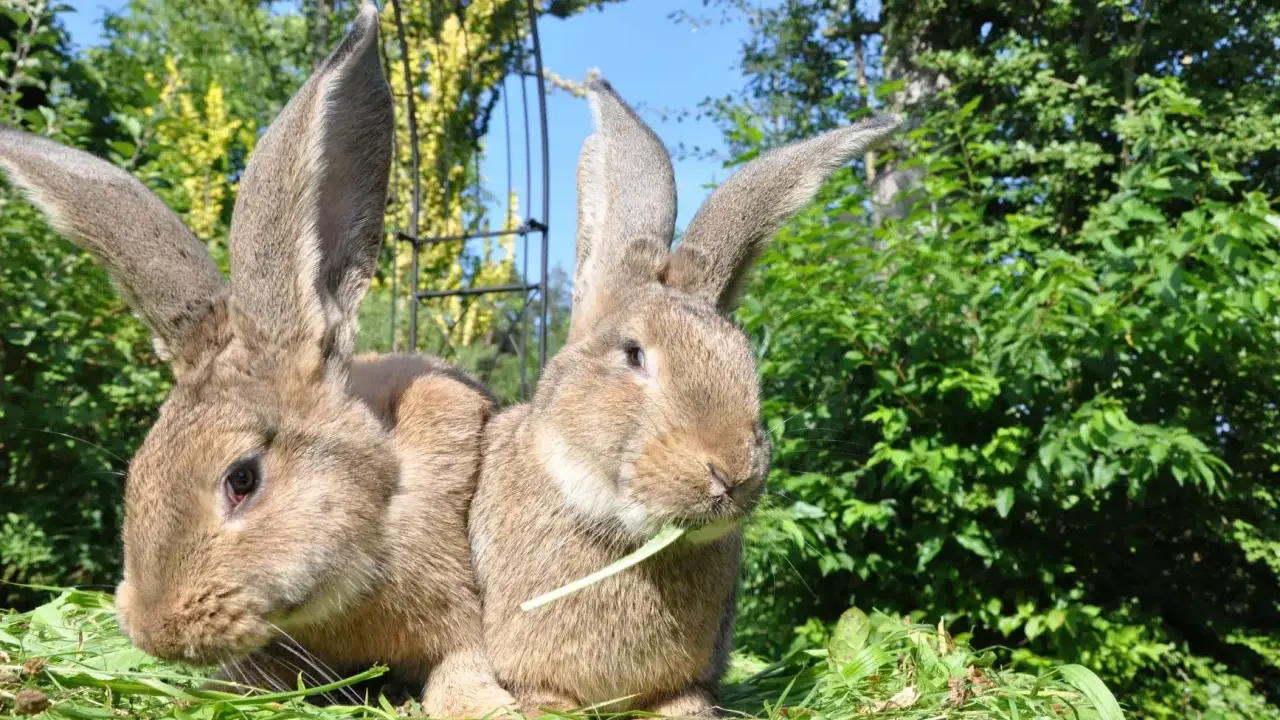 Zwei riesige Kaninchen mit langen Ohren sitzen im Gras. Eines knabbert an einem grünen Halm.