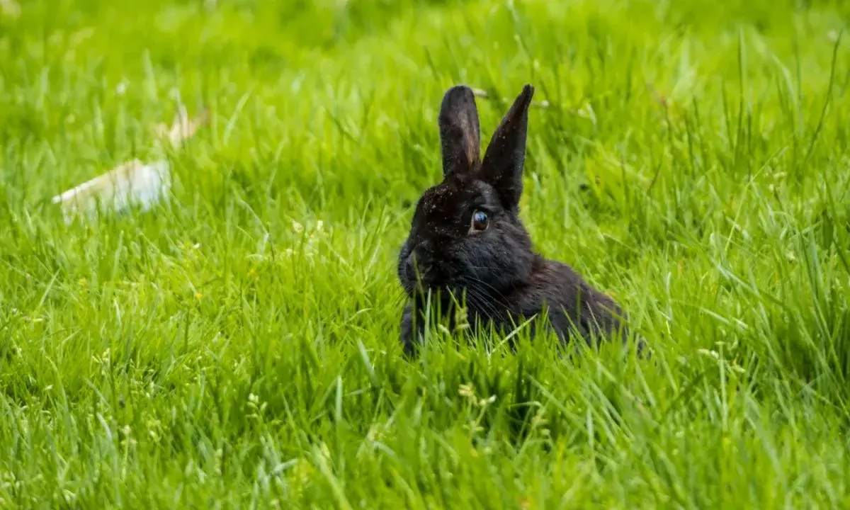 Ein kleines schwarzes Kaninchen lugt neugierig aus dem hohen, grünen Gras.