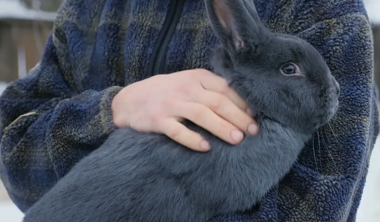 Ein Mann hält ein großes, blaues Lohkaninchen im Arm. Das Tier hat ein dichtes, graues Fell und lange Ohren.