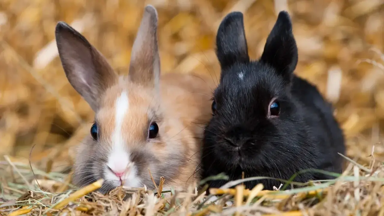 Zwei Zwergkaninchen, ein hellbraunes und ein schwarzes, kuscheln sich im Stroh. Eine Vielfalt an Zwergkaninchen Rassen von A bis Z.