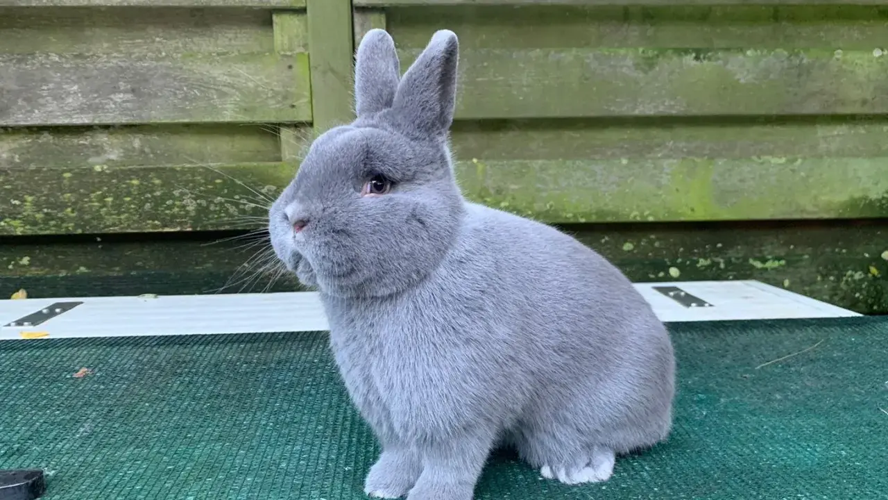 Ein flauschiges, graues Kaninchen mit großen Ohren sitzt auf einer grünen Matte. Es sieht aus wie ein kleines, blaues Holicer-Wesen, das die Welt erkundet.