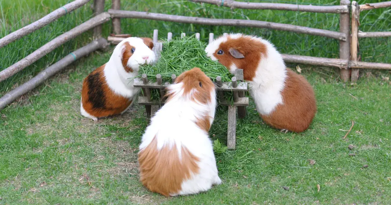 Drei Meerschweinchen als Haustier fressen genüsslich aus einem Futtertrog im Freien.