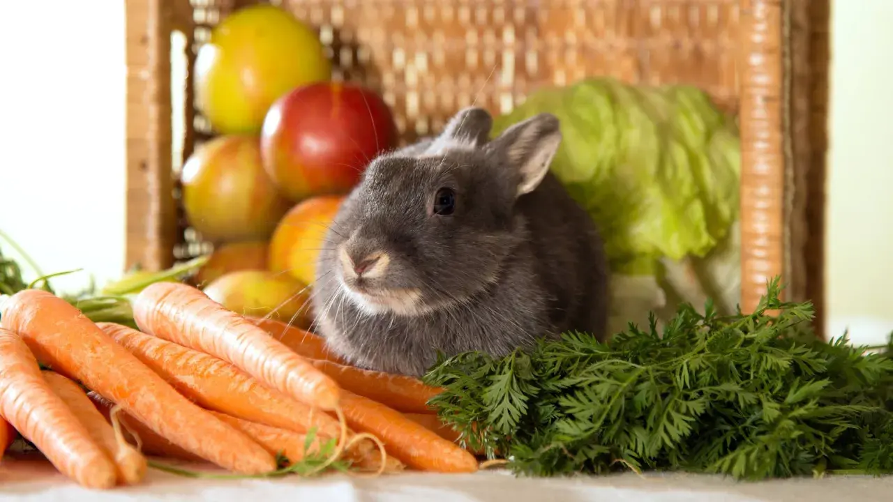 Graues Kaninchen sitzt vor Karotten und einem Korb mit Äpfeln. Es träumt von einer saftigen Wassermelone.