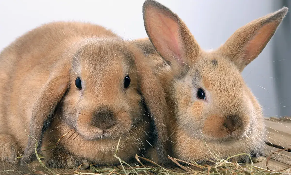 Zwei süße Kaninchen, vielleicht Zwergwidder, kuscheln sich im Heu. Verschiedene Kaninchen Rassen sind faszinierend.