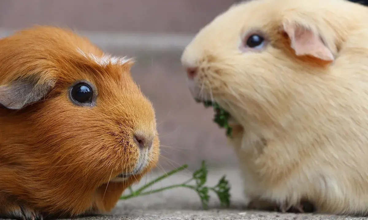 Zwei Meerschweinchen, eines braun, das andere hellbeige, fressen gemeinsam Petersilie. Niemals ein Meerschweinchen alleine halten!