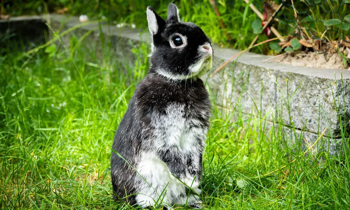 Ein schwarz-weißes Kaninchen sitzt aufmerksam im Gras. Seine aufgerichteten Ohren und der Blick nach oben deuten auf sein Verhalten hin, vielleicht lauscht es auf Geräusche.