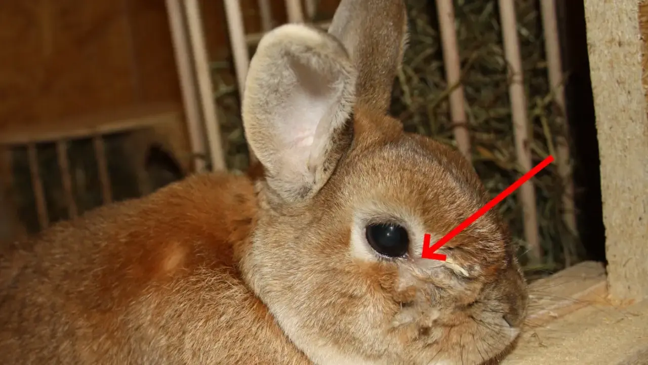 Ein Kaninchen mit verklebten Augen, das vorsichtig gereinigt wird.
