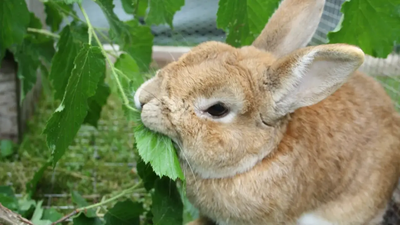 Ein braunes Kaninchen knabbert genüsslich an grünen Blättern. Vielleicht sind es sogar Blätter einer Thuja, die es als Leckerbissen entdeckt hat.