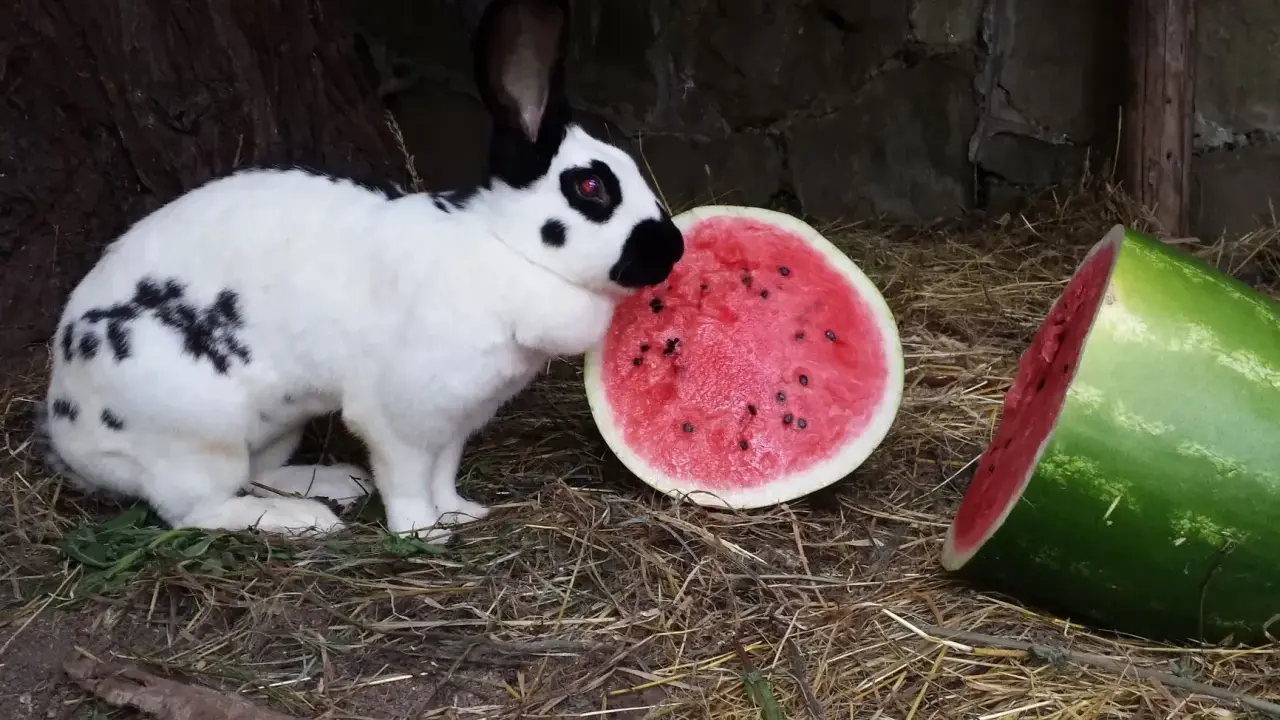 Ein schwarz-weiß geflecktes Kaninchen, das an einer Wassermelone schnuppert. Dieses deutsche Riesen Kaninchen genießt die süße Frucht.