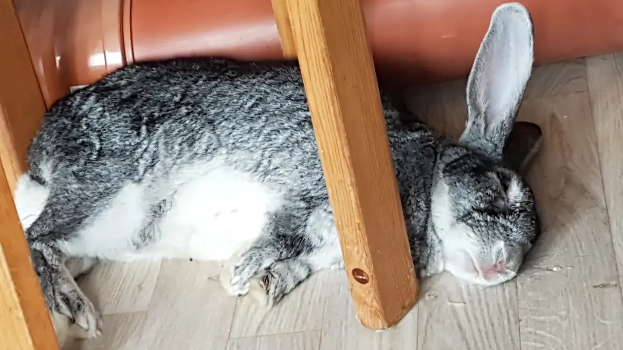 Ein dickes Kaninchen döst unter einem Holzstuhl neben einem orangefarbenen Rohr.