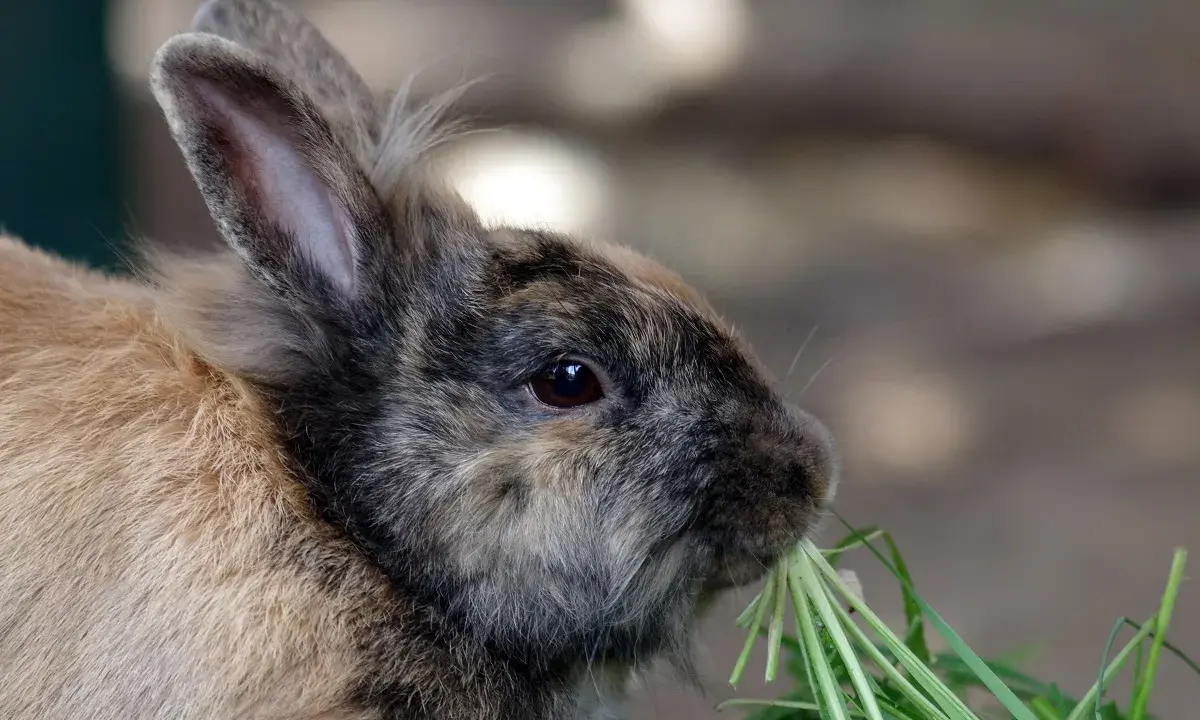 Ein süßer kaninchen frisst genüsslich grünes Gras. Er liebt es, wenn es nach Himbeeren riecht.