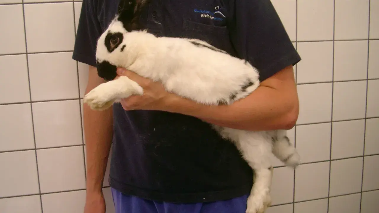 Ein weiß-schwarzes Kaninchen wird gehalten. Es könnte Anzeichen von Aufgasung zeigen, was eine tierärztliche Untersuchung erfordert.