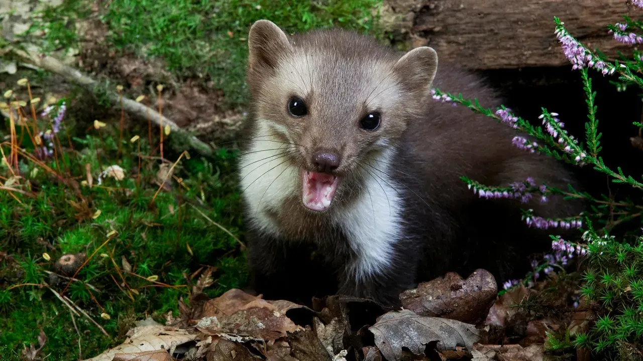 Ein Marder mit geöffnetem Maul, umgeben von Moos und Heidekraut. Man könnte fast meinen, er würde über seine Beute, die Kaninchen, fressen, sprechen.