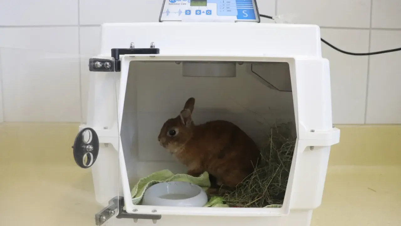 Kleines Kaninchen in einer Transportbox, das ängstlich wirkt. Es sitzt neben Heu und einer Wasserschale.