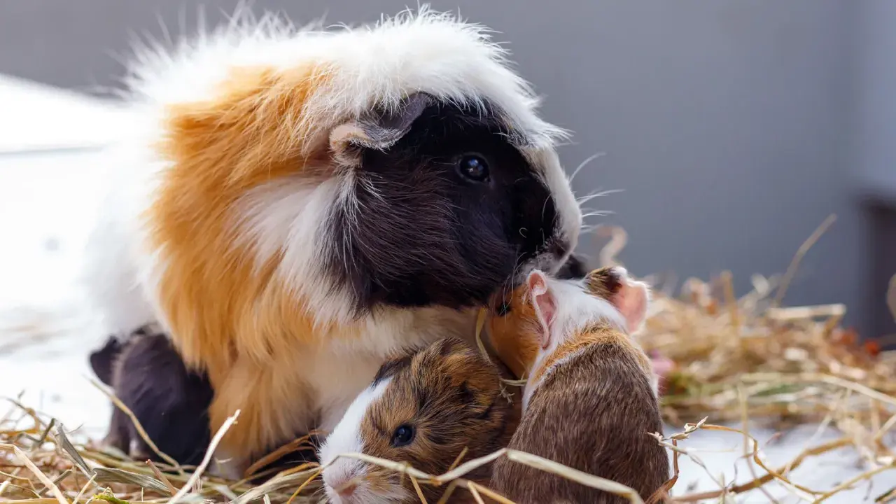 Ein Meerschweinchen-Familienporträt im Heu. Die Welt aus ihrer Perspektive ist kuschelig und voller kleiner Entdeckungen.