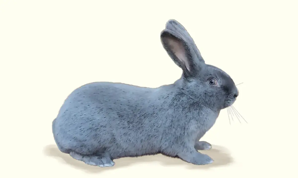 Ein flauschiges, graublaues Kaninchen sitzt auf einem hellen Hintergrund. Diese seltenen blaue Kaninchen sind faszinierend.