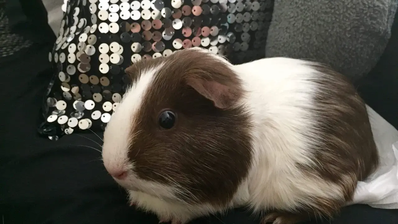 Ein süßes us-teddy Meerschweinchen mit braun-weißer Fellzeichnung sitzt auf schwarzem Stoff neben einer glitzernden Kissen.