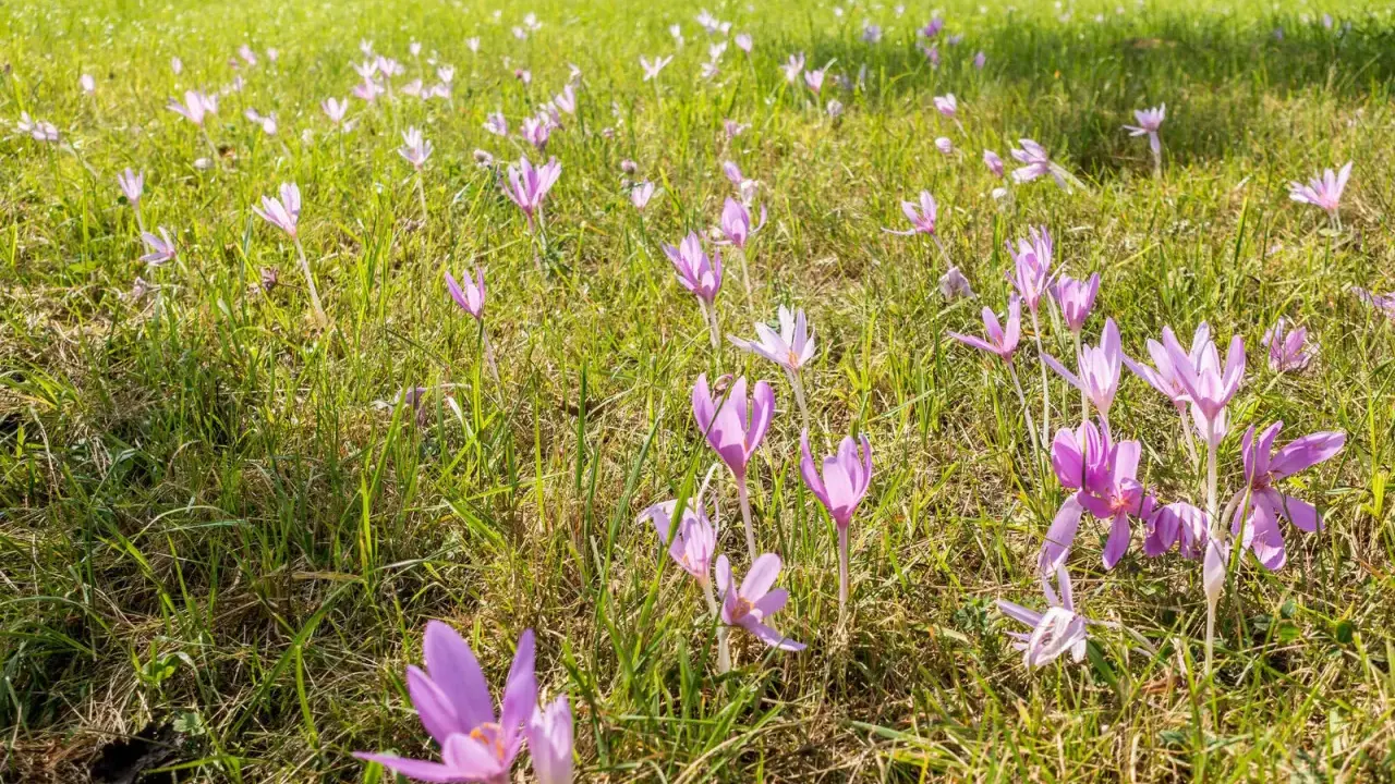 Wiese voller lila Herbstzeitlose im Heu. Die zarten Blüten wiegen sich im Wind.