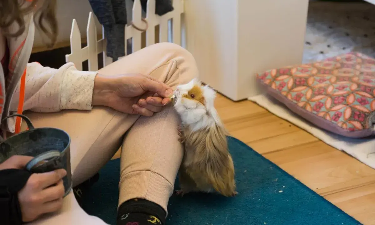 Ein zahmes Meerschweinchen wird von einer Hand mit einem Leckerli gefüttert.