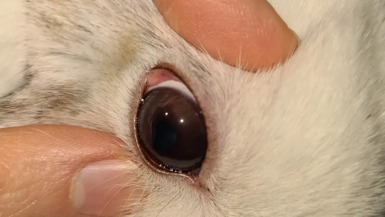 Nahaufnahme des Auges eines Kaninchens. Die Augen sind offen, aber es scheint, dass das Kaninchen tot ist.