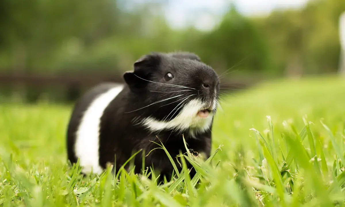 Ein schwarz-weißes Meerschweinchen sitzt im Gras und zeigt ein neugieriges Meerschweinchen Verhalten.