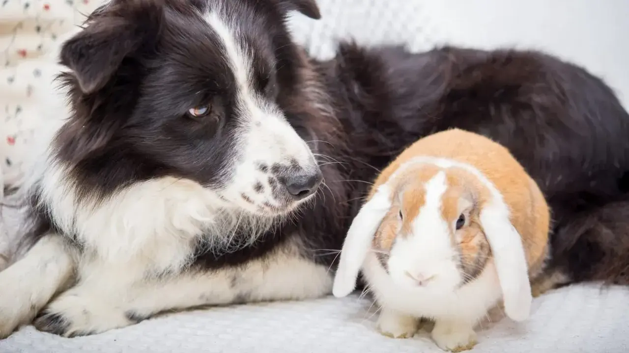 Ein Border Collie liegt neben einem niedlichen Kaninchen. Die beiden scheinen beste Freunde zu sein.